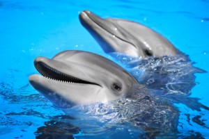 Atracje na Teneryfie delfiny